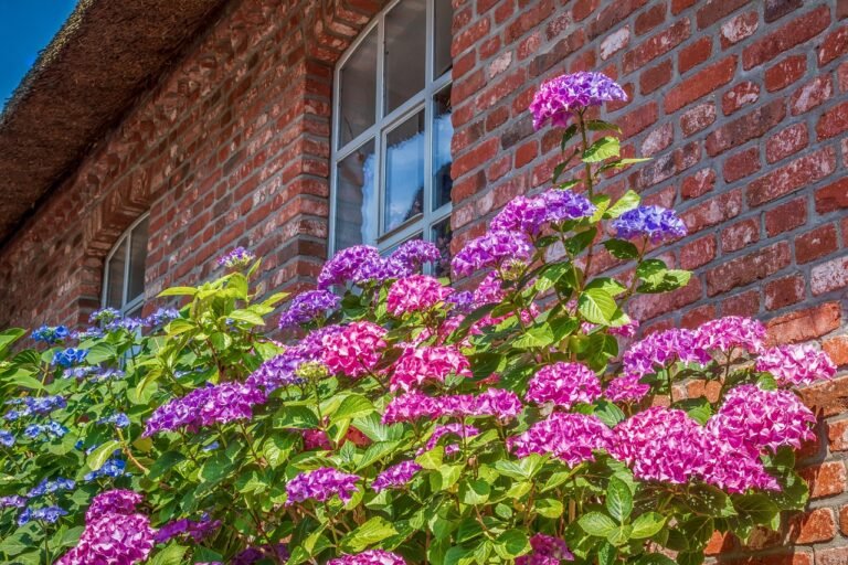 Hortensia en fleurs planté le long d un mur de maison