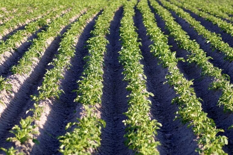 Plantation de pommes de terre en rangs espacés