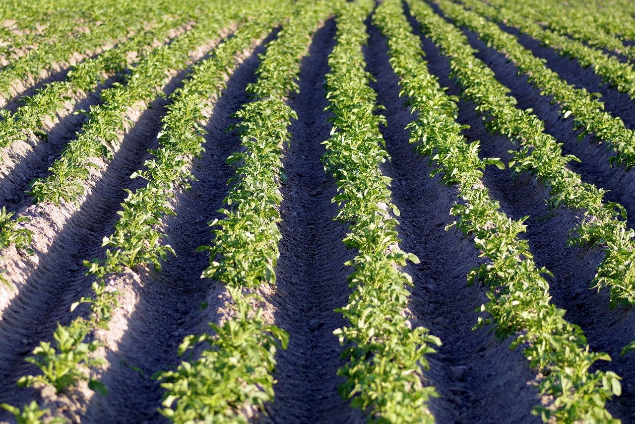 Plantation de pommes de terre en rangs espacés