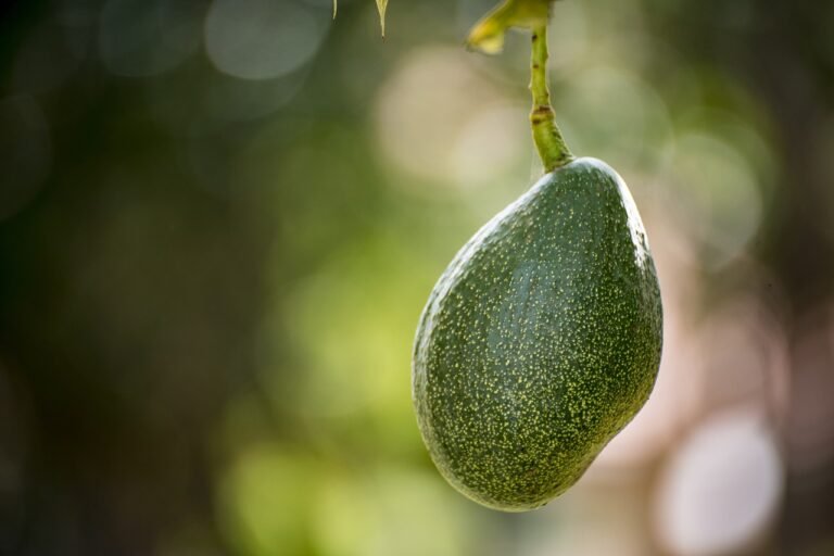 Jeune avocatier cultivé en pot à la maison