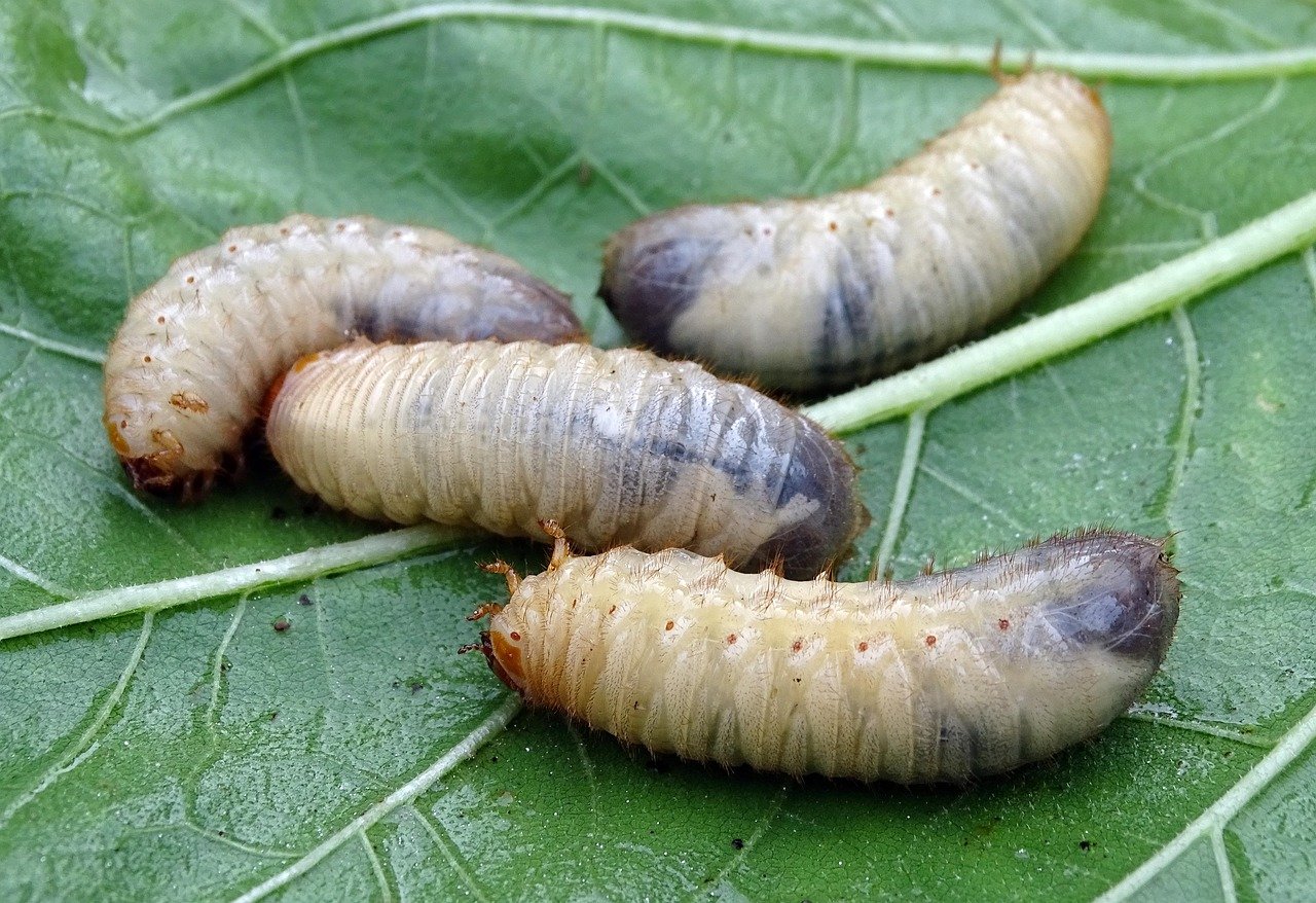 Hanneton adulte posé sur une feuille au jardin