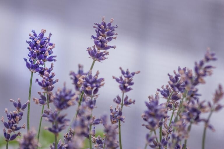 Pot de lavande sur un balcon, plante anti-moustiques