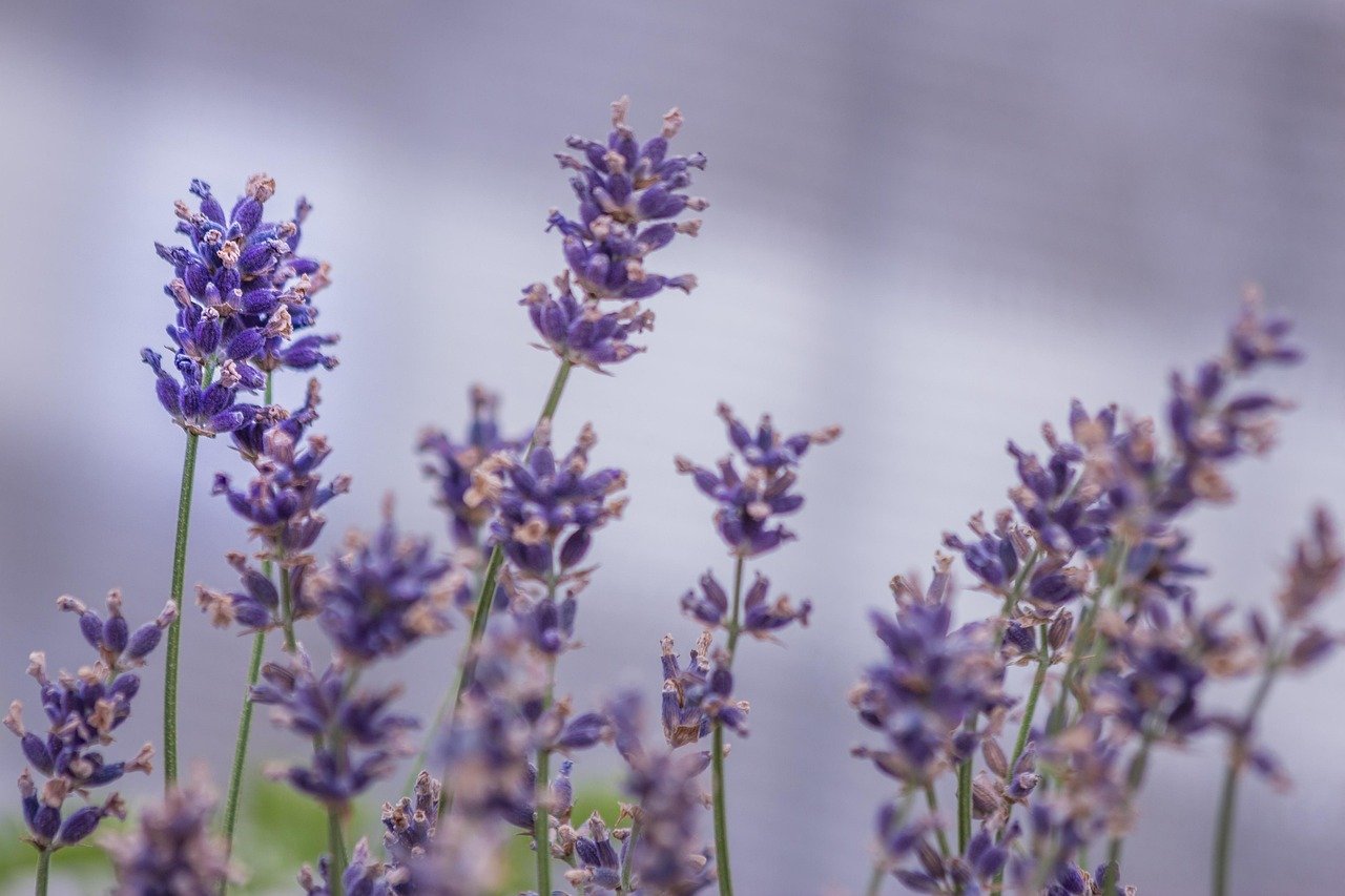 Pot de lavande sur un balcon, plante anti-moustiques