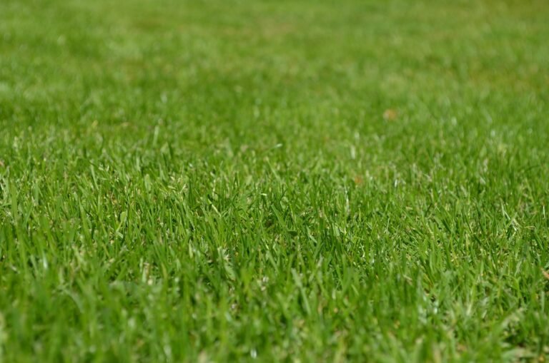 Pelouse verte et dense après entretien