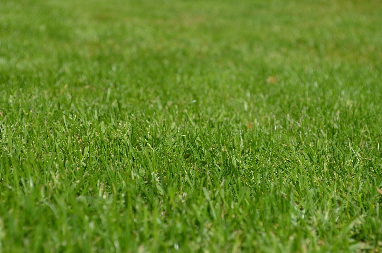 Pelouse verte et dense après entretien