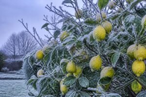 découvrez à quelle température un citronnier commence à geler et comment protéger votre arbre du froid pour assurer sa survie et sa production de fruits.