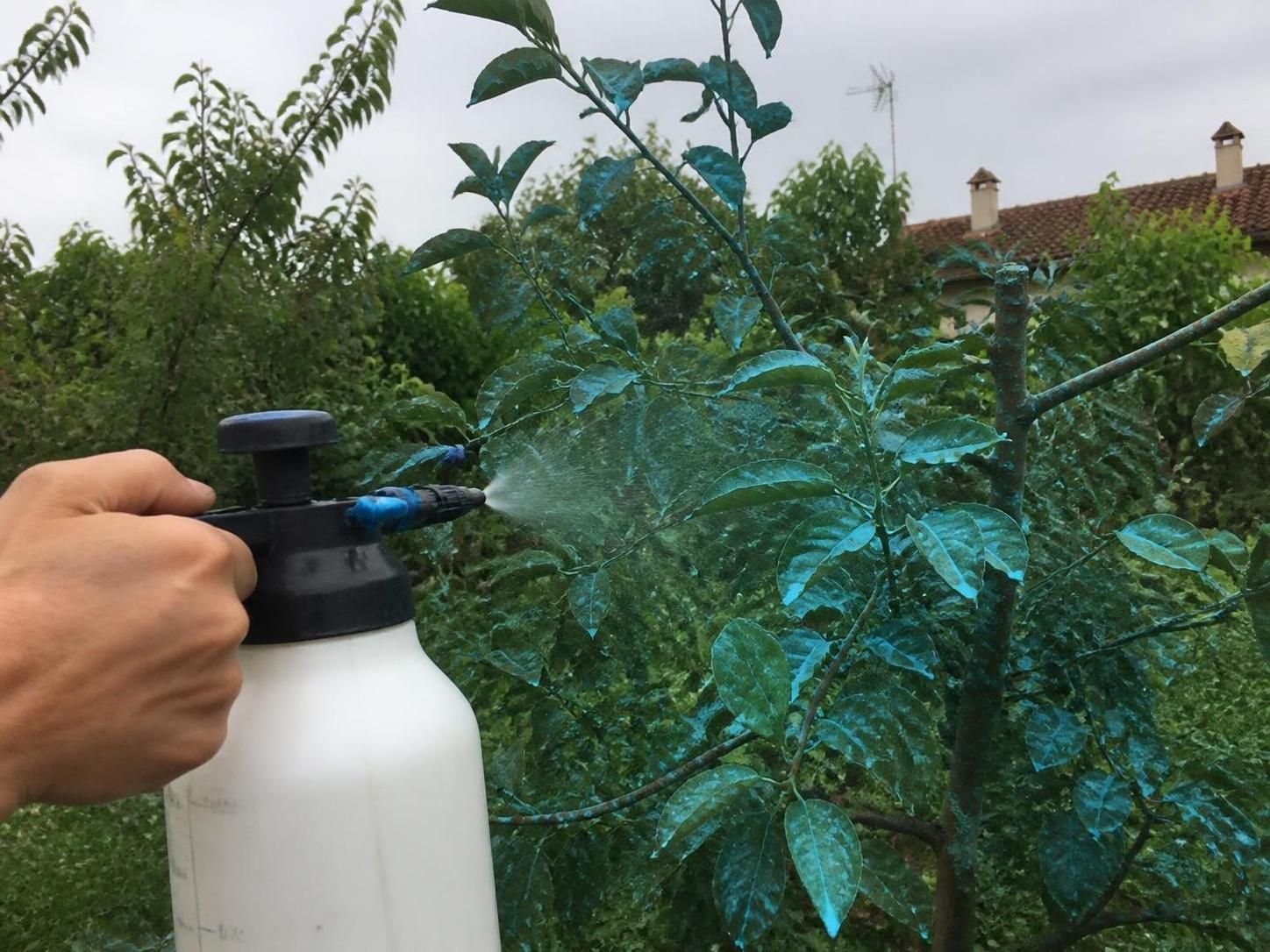 découvrez à quoi sert la bouillie bordelaise au jardin, ses bienfaits pour protéger vos plantes contre les maladies et comment l'utiliser efficacement.