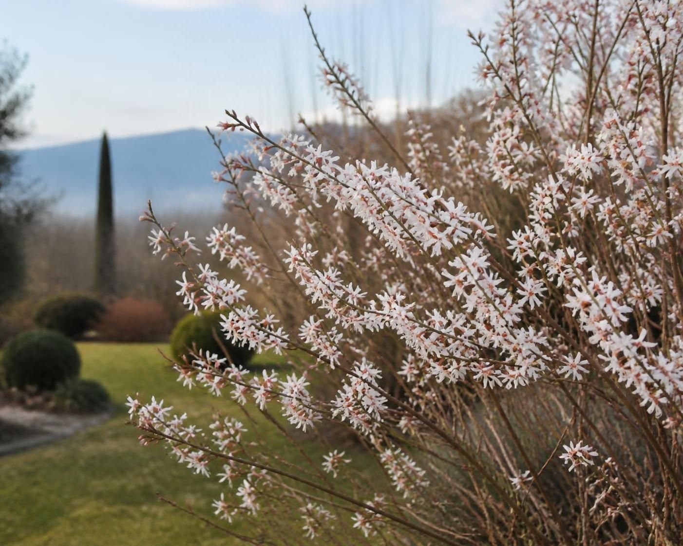 découvrez abeliophyllum distichum, le forsythia blanc unique, ses caractéristiques, son entretien et comment l'intégrer dans votre jardin pour une floraison élégante et hivernale.