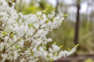 découvrez abeliophyllum distichum, également appelé le forsythia blanc, une plante élégante et rare qui apporte une touche de beauté unique à votre jardin au printemps.