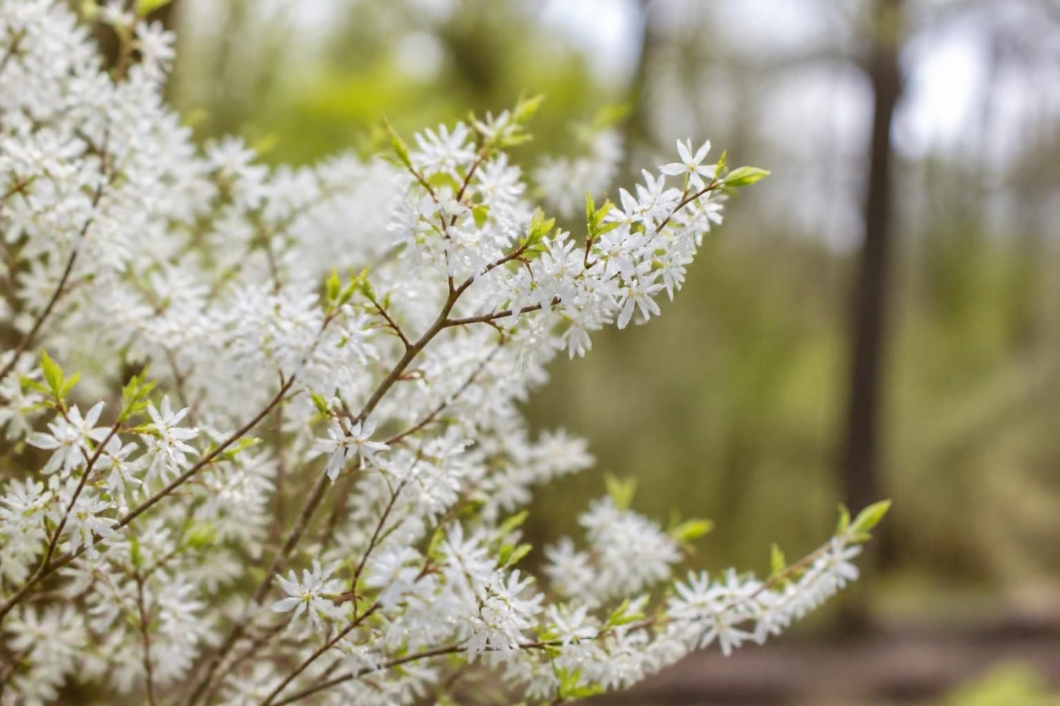 découvrez abeliophyllum distichum, également appelé le forsythia blanc, une plante élégante et rare qui apporte une touche de beauté unique à votre jardin au printemps.