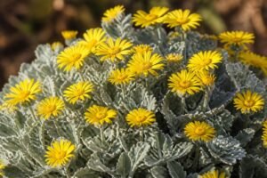 découvrez l'ajania pacifica, la marguerite d'automne au feuillage argenté, une plante élégante et rustique qui illumine votre jardin pendant la saison froide.