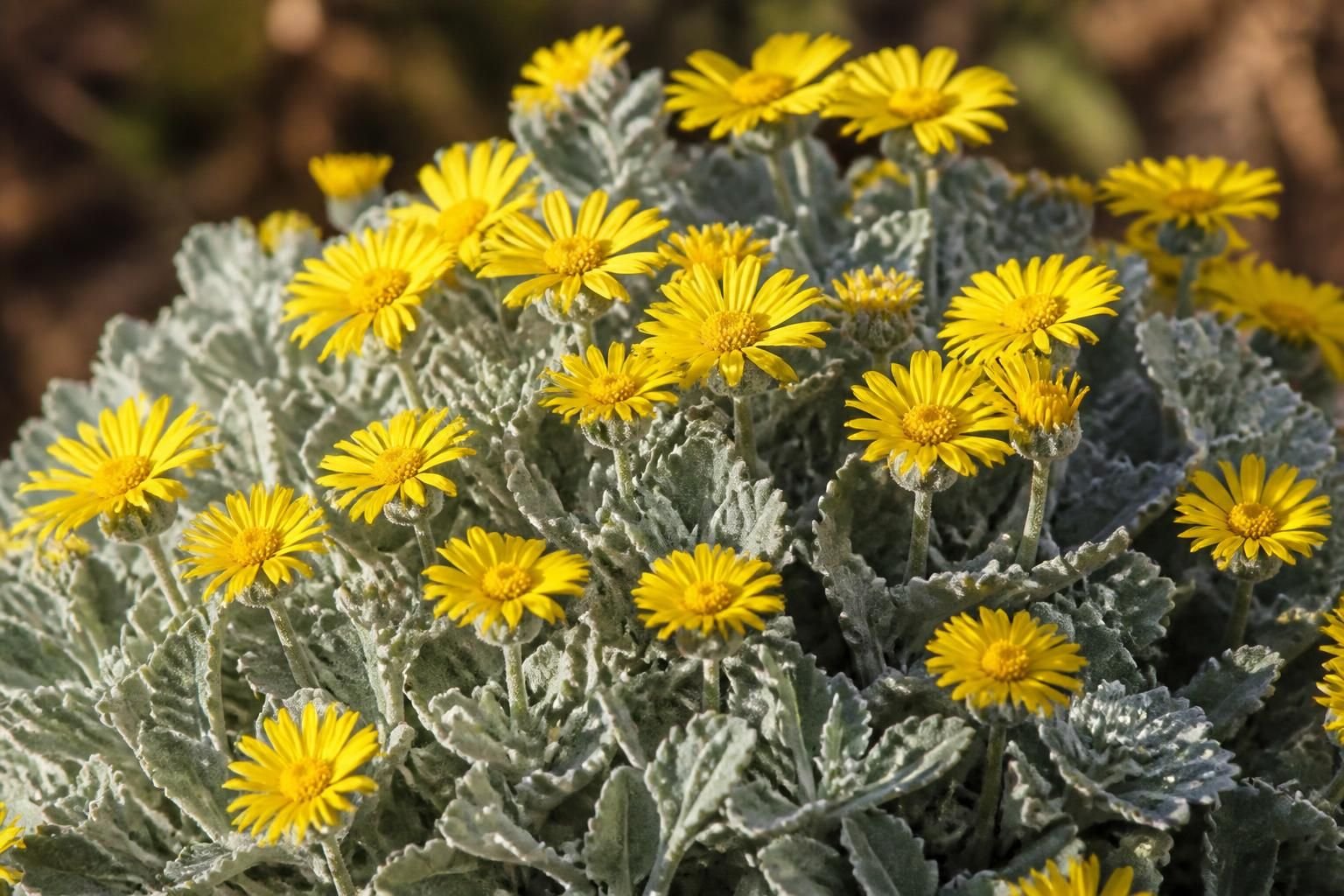 découvrez l'ajania pacifica, la marguerite d'automne au feuillage argenté, une plante élégante et rustique qui illumine votre jardin pendant la saison froide.