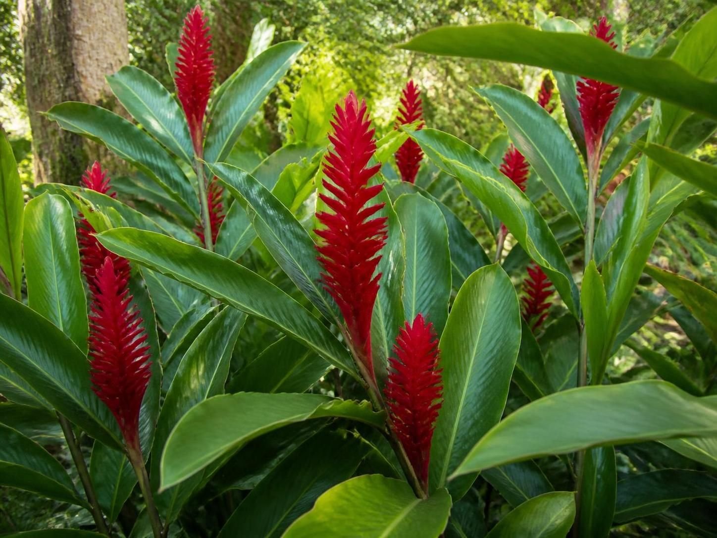 découvrez comment cultiver l'alpinia purpurata, aussi appelé gingembre rouge d'ornement, pour embellir votre jardin avec ses magnifiques fleurs rouges et son feuillage exotique.