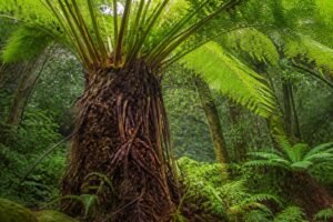 découvrez l'alsophila australis, une fougère arborescente géante remarquable, idéale pour embellir vos jardins avec son charme exotique et sa grandeur impressionnante.