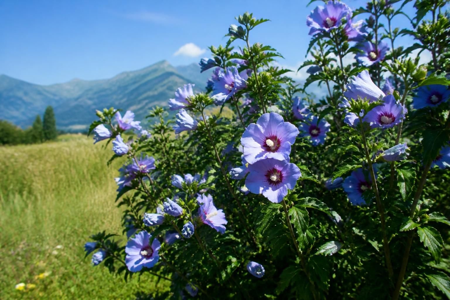 découvrez comment planter et entretenir l'hibiscus des jardins avec althéa pour un jardin fleuri et coloré toute l'année.