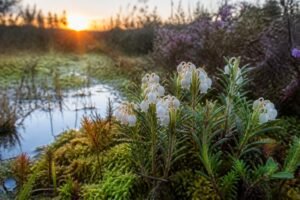 découvrez comment cultiver andromeda polifolia, l'andromède des tourbières, une plante élégante idéale pour les jardins humides et acidophiles.