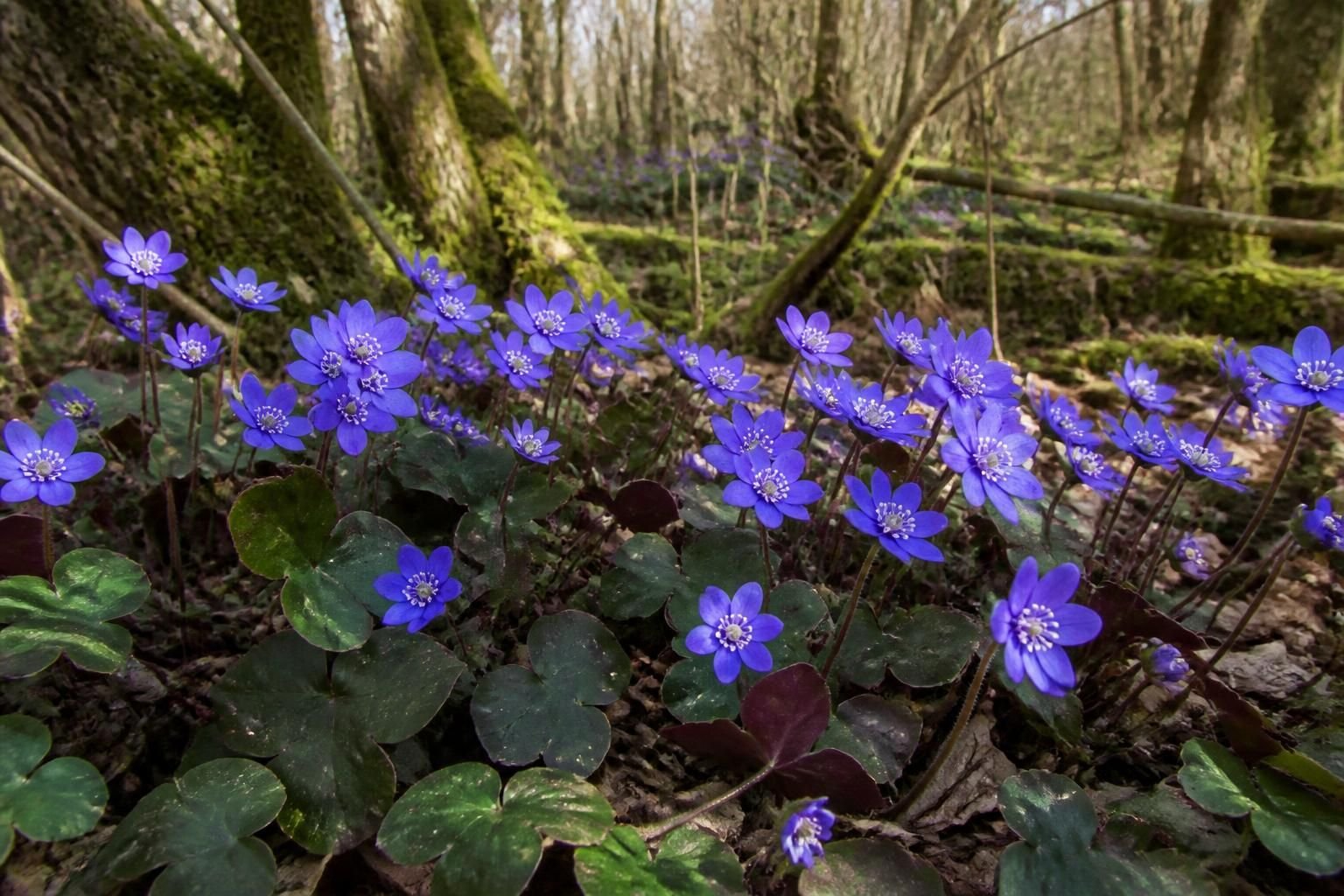 découvrez l'anémone hépatique, une fleur vivace précoce idéale pour les zones ombragées. apprenez à la cultiver et à sublimer votre jardin au printemps.