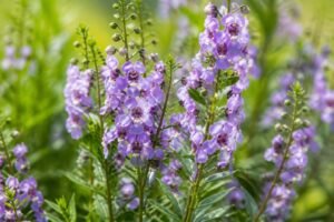 découvrez angelonia angustifolia, le faux muflier élégant qui illumine votre jardin avec ses fleurs colorées tout au long de l'été.