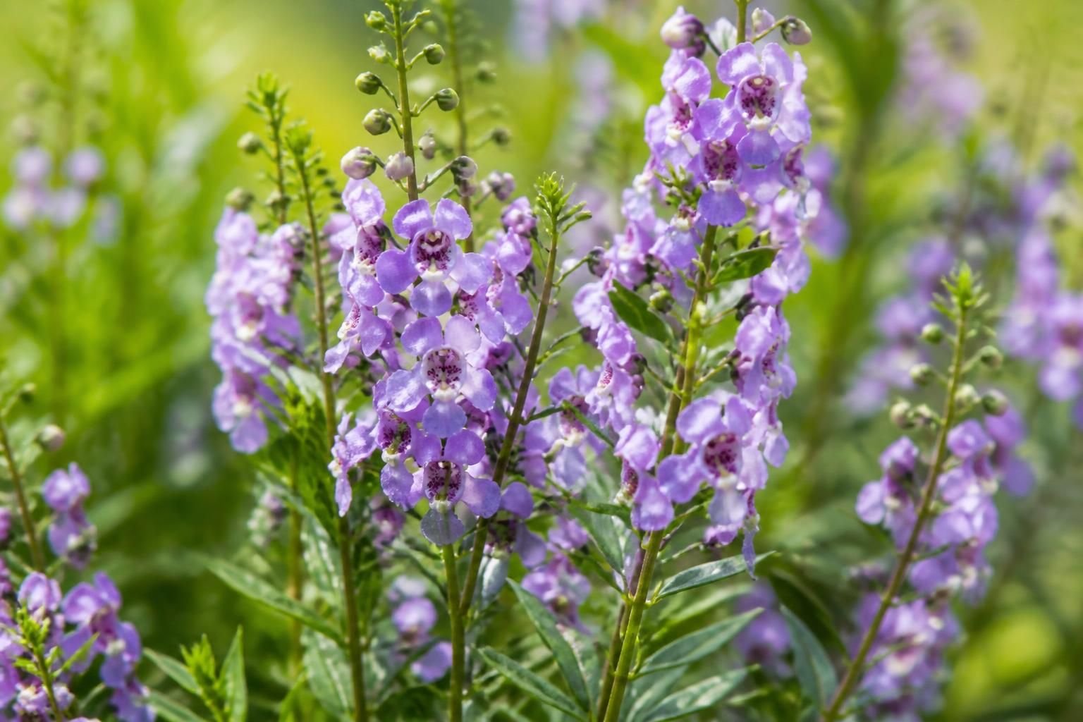 découvrez angelonia angustifolia, le faux muflier élégant qui illumine votre jardin avec ses fleurs colorées tout au long de l'été.