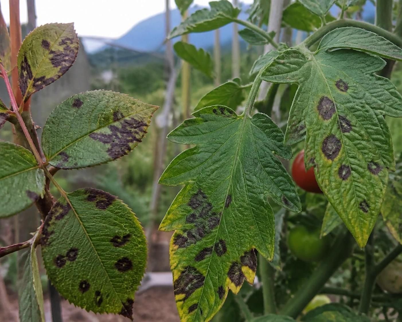 découvrez comment identifier l'anthracnose, la maladie des taches noires, et apprenez les méthodes efficaces pour la traiter et protéger vos plantes.