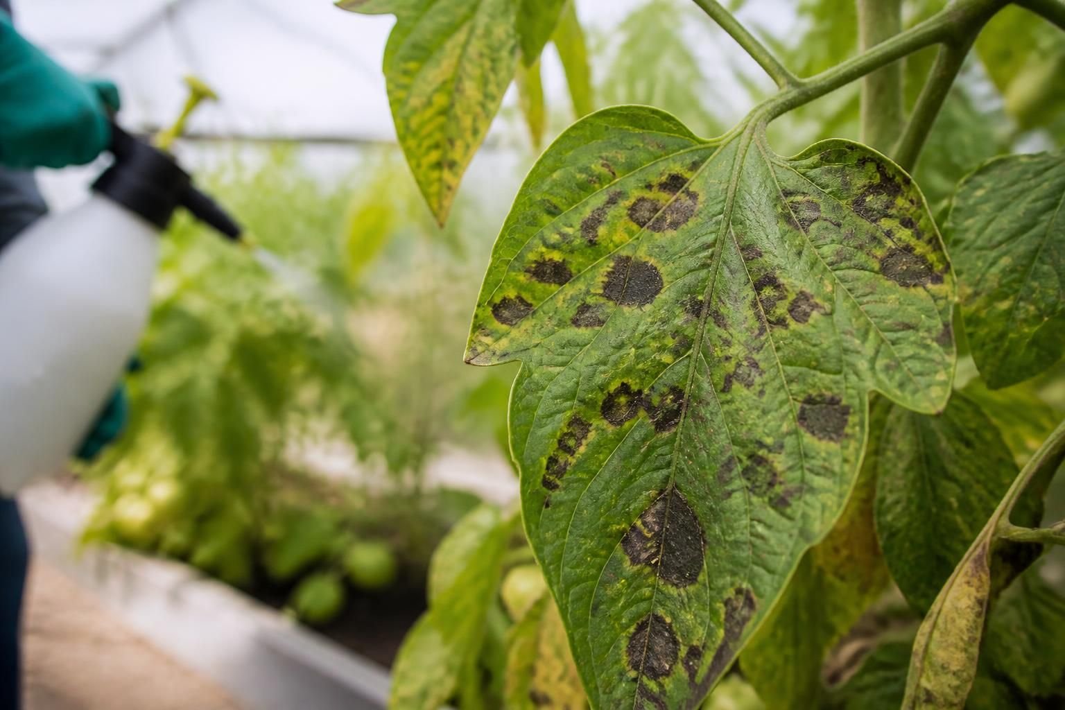 découvrez comment reconnaître et traiter l'anthracnose, la maladie des taches noires, pour protéger efficacement vos plantes et jardins.