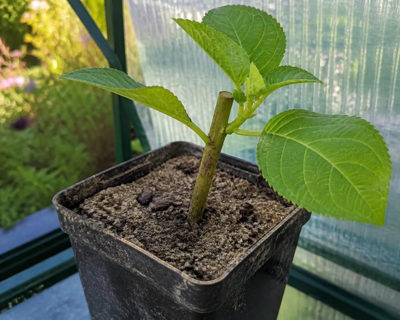 apprenez à réussir vos boutures d'hortensia en été grâce à nos conseils simples et efficaces pour une multiplication facile et réussie de vos plantes.