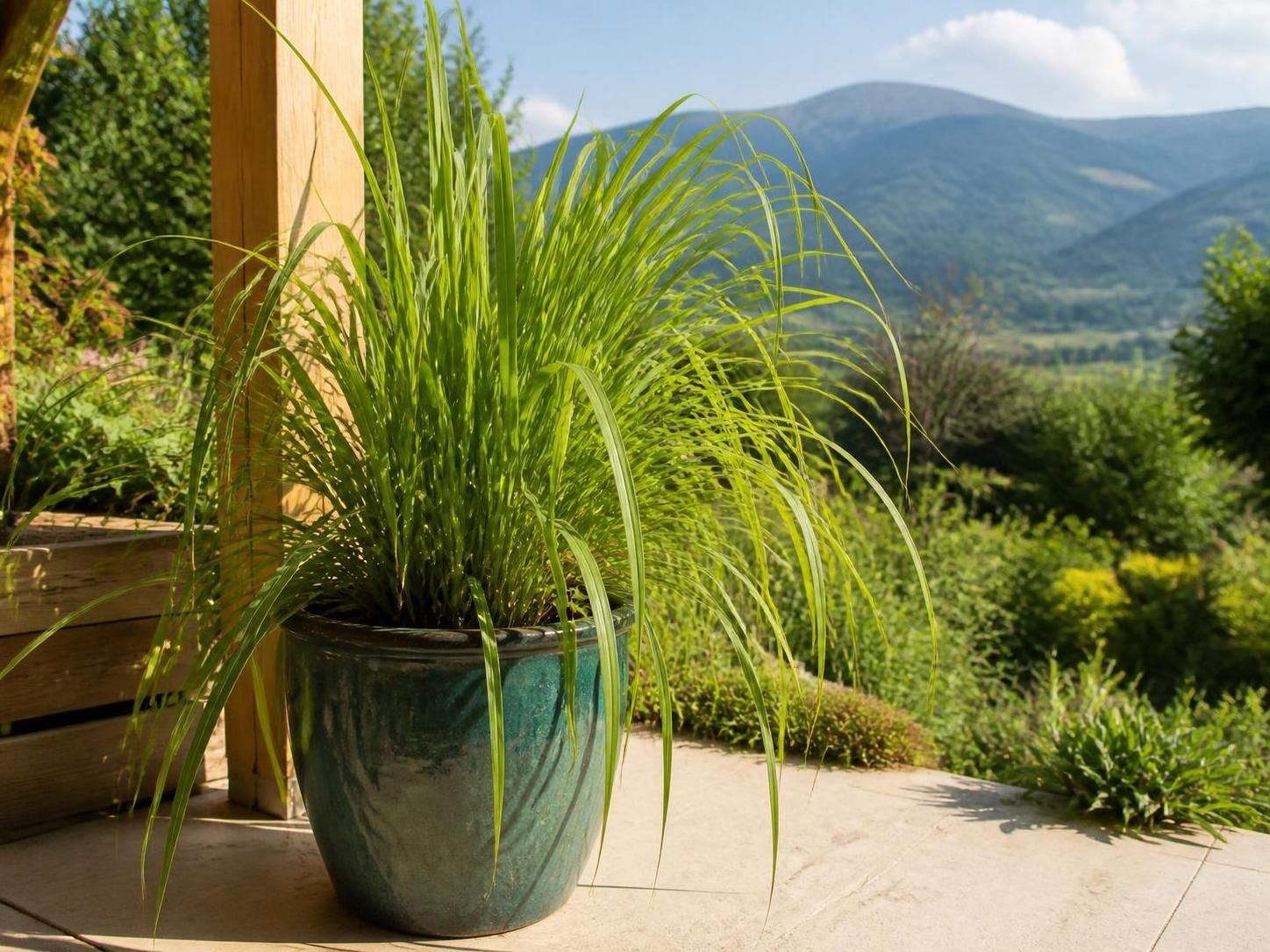 découvrez comment planter et entretenir la citronnelle, la plante naturelle efficace pour repousser les moustiques. guide complet pour profiter d'un jardin sans insectes.