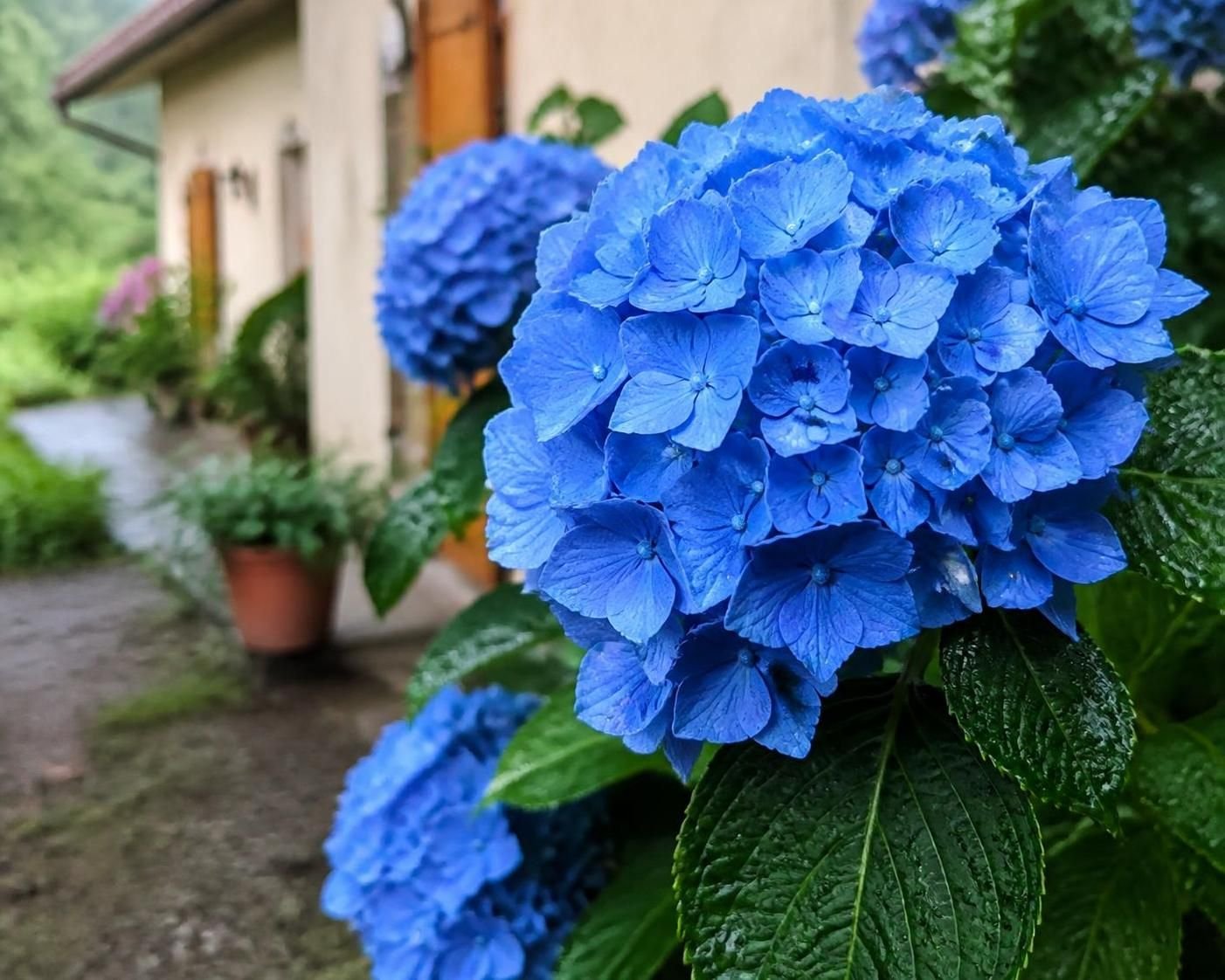 découvrez les astuces simples pour faire bleuir un hortensia et profiter d'une floraison éclatante aux teintes bleu vif dans votre jardin.