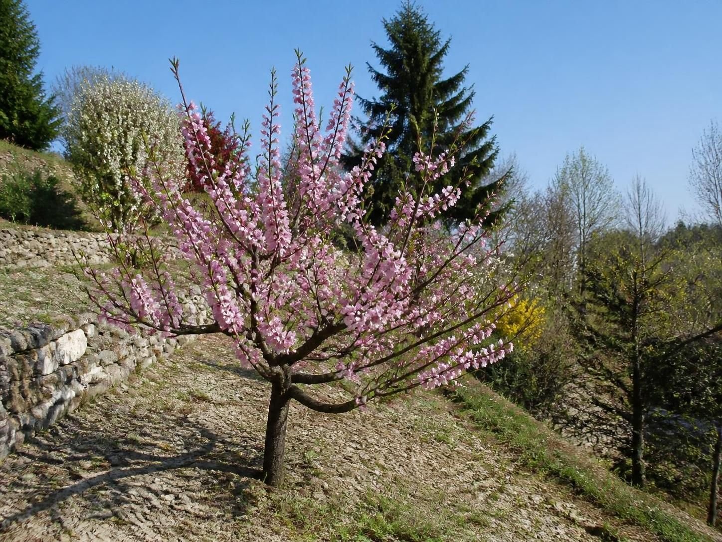 découvrez comment planter et entretenir un brugnonier pour profiter de délicieux brugnons chez vous. guide complet pour un arbre fruitier en pleine santé.