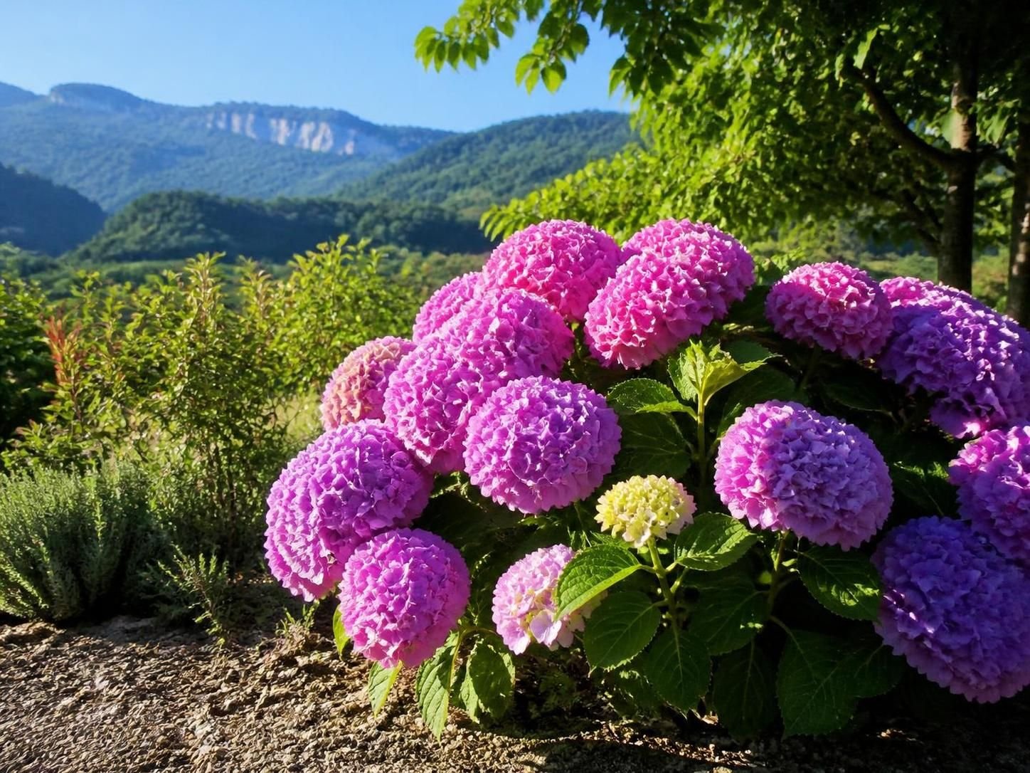 découvrez les raisons pour lesquelles votre hortensia ne fleurit pas et apprenez les astuces pour favoriser sa floraison et avoir de magnifiques fleurs.