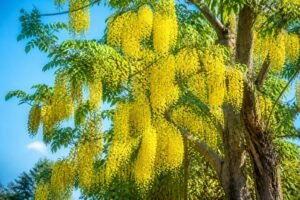 découvrez l'identité de cet arbre à fleurs jaunes en grappes, ses caractéristiques et son environnement naturel.