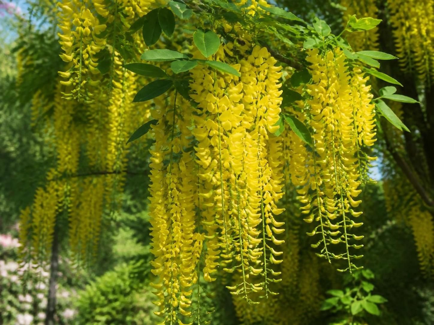 découvrez l'identité de cet arbre magnifique aux fleurs jaunes en grappes et apprenez à le reconnaître facilement dans la nature.