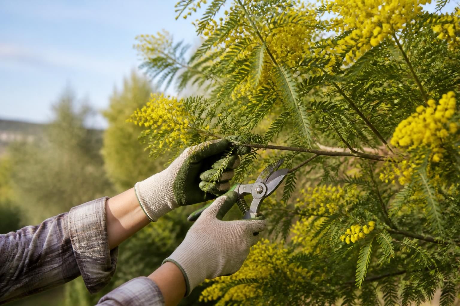 découvrez quand et comment tailler un acacia pour favoriser sa croissance et préserver sa beauté avec nos conseils pratiques sur la période idéale et les bons gestes à adopter.