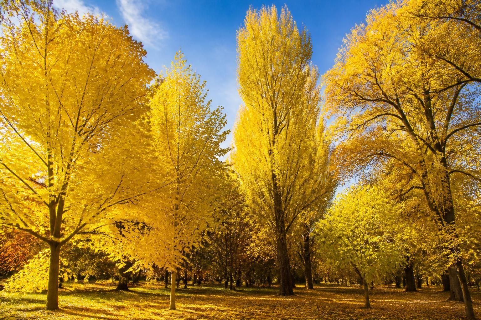 découvrez les arbres à feuillage jaune les plus lumineuses pour égayer votre jardin avec des couleurs éclatantes tout au long de la saison.