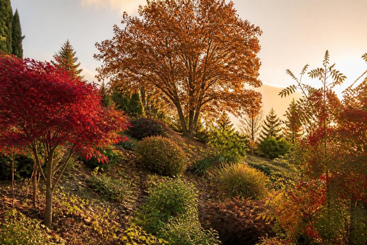 découvrez les arbres rouges en automne et leurs feuillages flamboyants les plus spectaculaires pour sublimer vos paysages saisonniers.