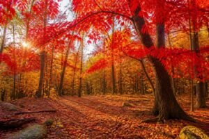 découvrez les plus beaux arbres rouges en automne et admirez leurs feuillages flamboyants qui illuminent les paysages de couleurs chaudes et éclatantes.