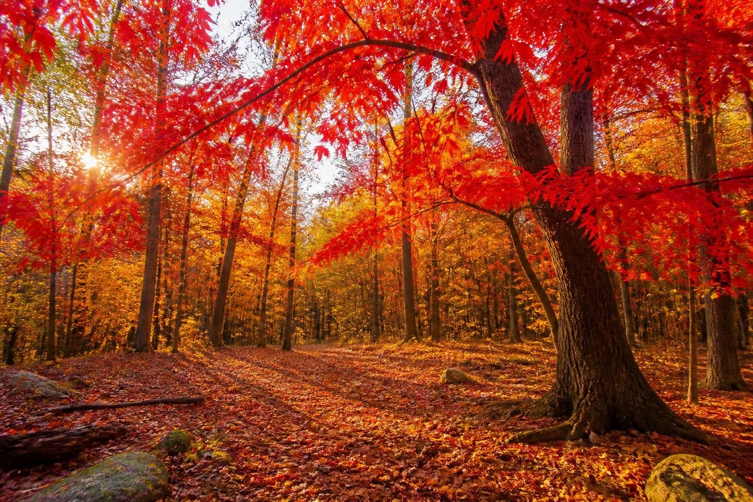 découvrez les plus beaux arbres rouges en automne et admirez leurs feuillages flamboyants qui illuminent les paysages de couleurs chaudes et éclatantes.