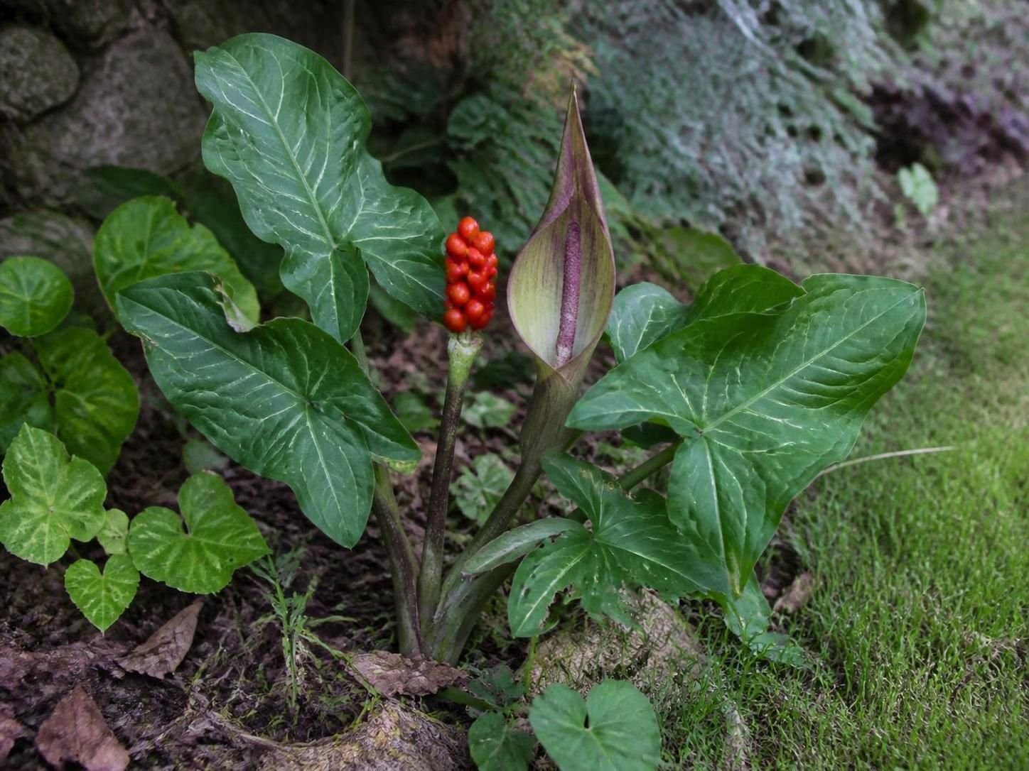 découvrez des méthodes efficaces pour contenir l'arum d'italie envahissant et protéger votre jardin de cette plante agressive.