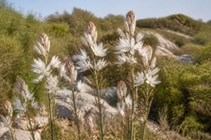 découvrez l'asphodèle, la fleur emblématique des maquis, facile à cultiver et idéale pour embellir votre jardin avec sa beauté sauvage.