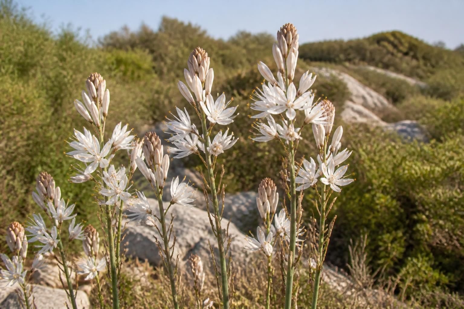 découvrez l'asphodèle, la fleur emblématique des maquis, facile à cultiver et idéale pour embellir votre jardin avec sa beauté sauvage.