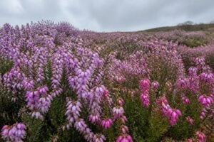 découvrez la bruyère d'irlande, une plante idéale pour égayer vos jardins en hiver avec ses floraisons généreuses et colorées.