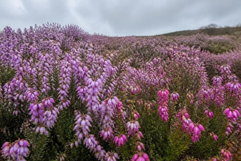 découvrez la bruyère d'irlande, une plante idéale pour égayer vos jardins en hiver avec ses floraisons généreuses et colorées.