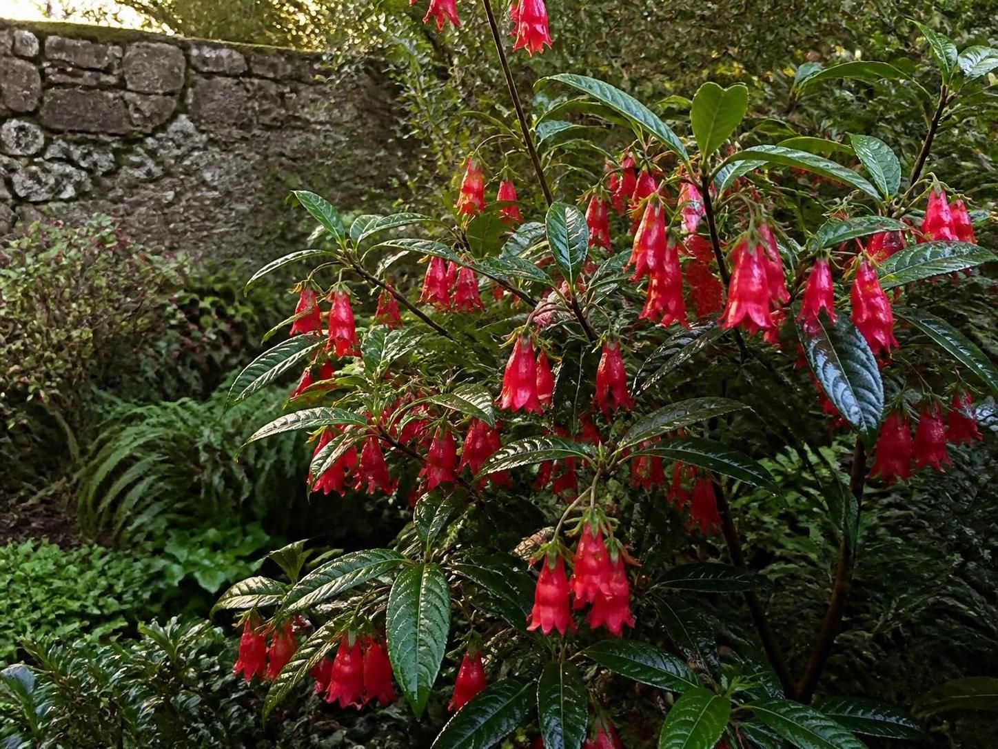 découvrez comment cultiver l'arbre aux lanternes, également appelé crinodendron, avec nos conseils pratiques pour réussir sa croissance et embellir votre jardin.