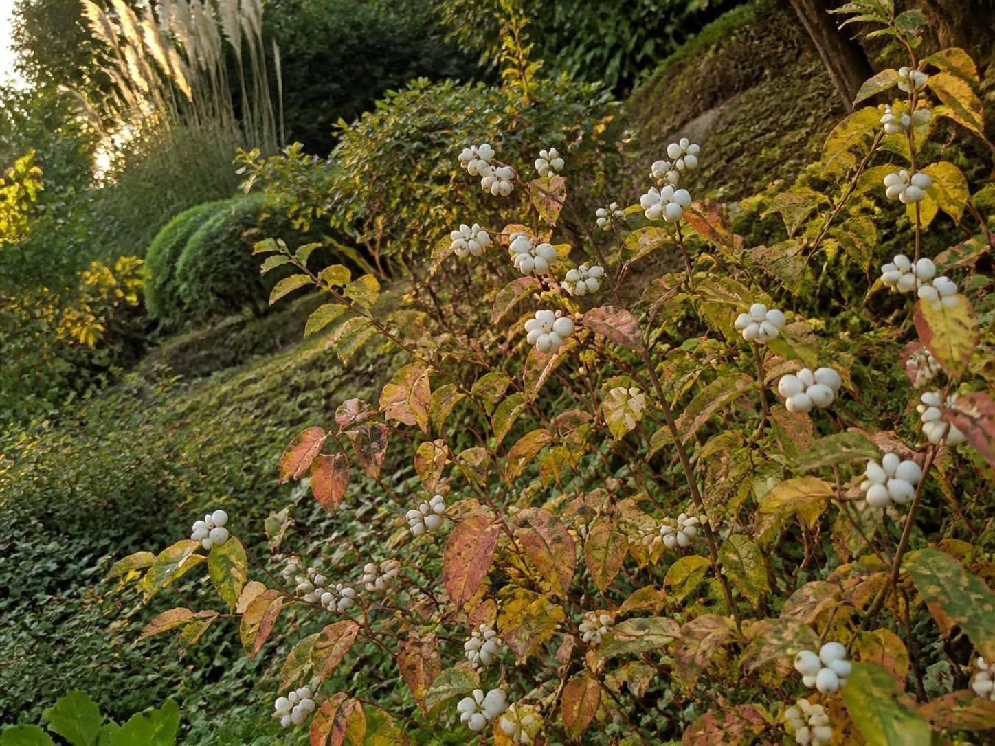 découvrez comment planter et entretenir l'arbre aux perles, également appelé symphorine, pour embellir votre jardin avec ses grappes de baies décoratives.