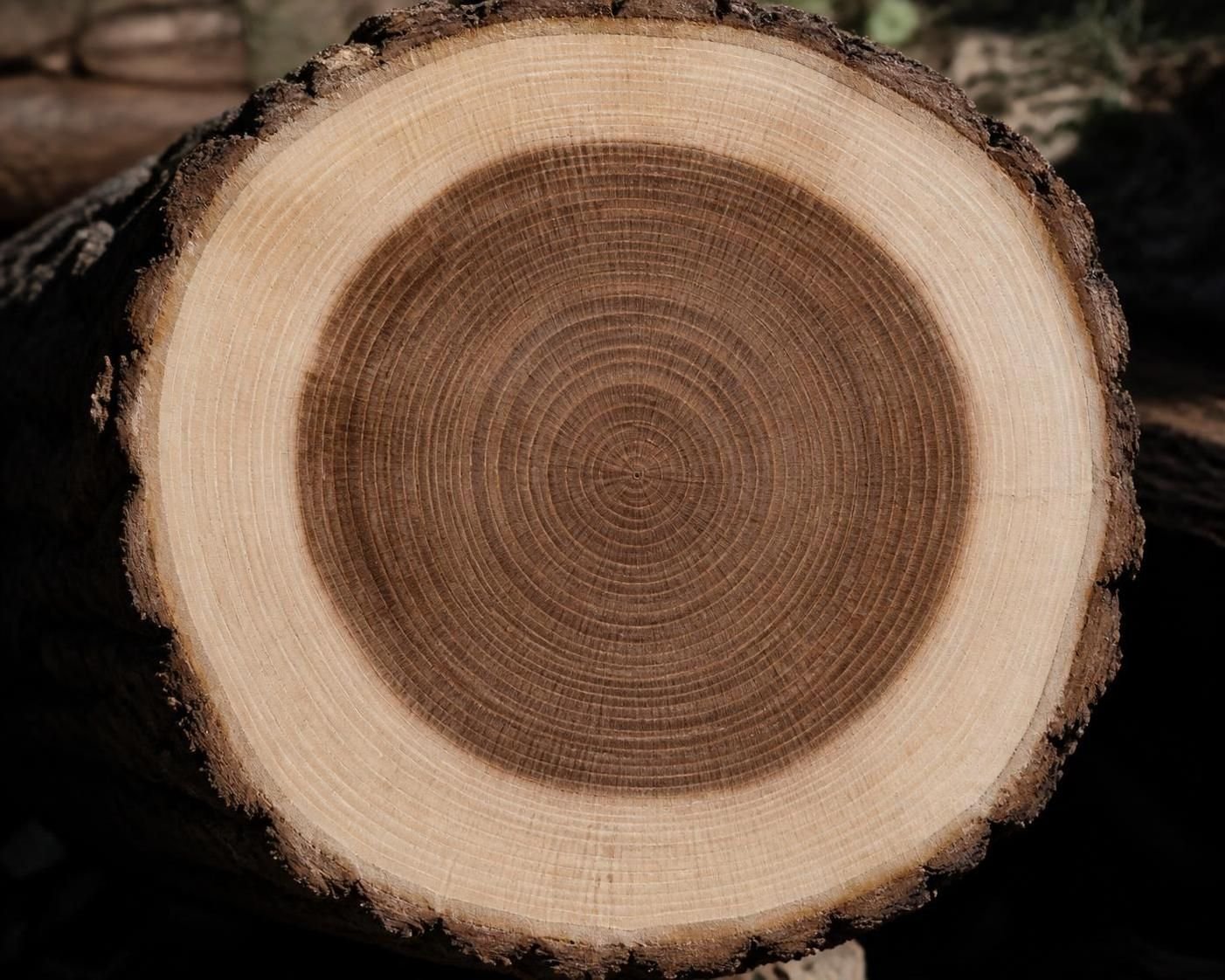 découvrez l'aubier, une partie essentielle de l'arbre, et comprenez son rôle vital dans la circulation de la sève et la santé de l'arbre.