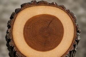 découvrez l'aubier, cette partie essentielle de l'arbre, et comprenez son rôle vital dans la croissance et la santé des arbres.