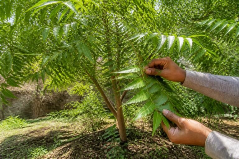 découvrez comment cultiver le margousier, également connu sous le nom d'arbre de neem, et apprenez à utiliser ses feuilles aux multiples bienfaits pour la santé et le jardin.