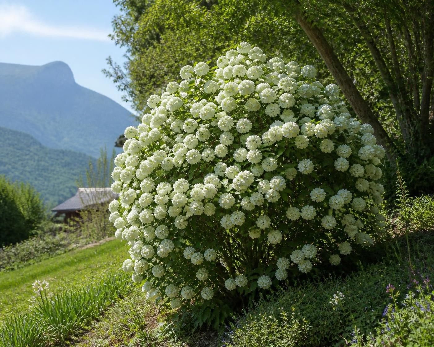 découvrez quand et comment tailler la viorne boule de neige pour garantir une croissance saine et une floraison abondante. suivez nos conseils pratiques pour un entretien optimal.