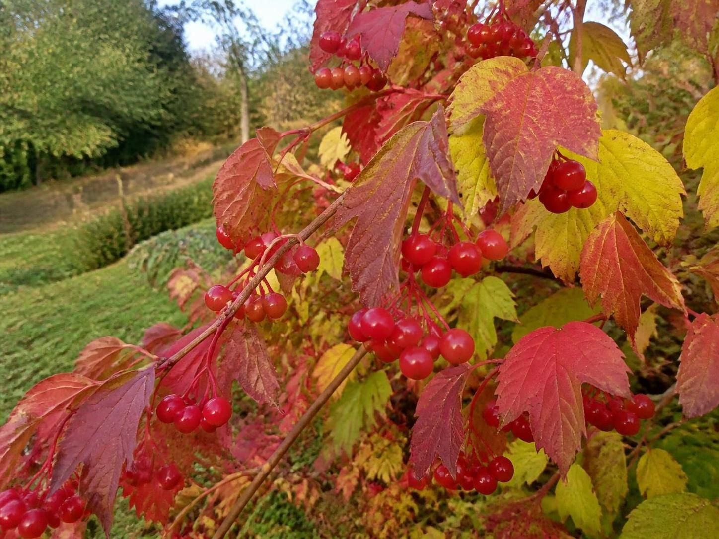 découvrez la viorne trilobée, un arbre ornemental apprécié pour ses baies rouges ressemblant à des canneberges, idéal pour embellir votre jardin toute l'année.