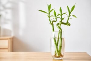 découvrez comment entretenir votre bambou d'intérieur dans l'eau avec notre guide complet du lucky bamboo, pour une plante saine et élégante dans votre maison.